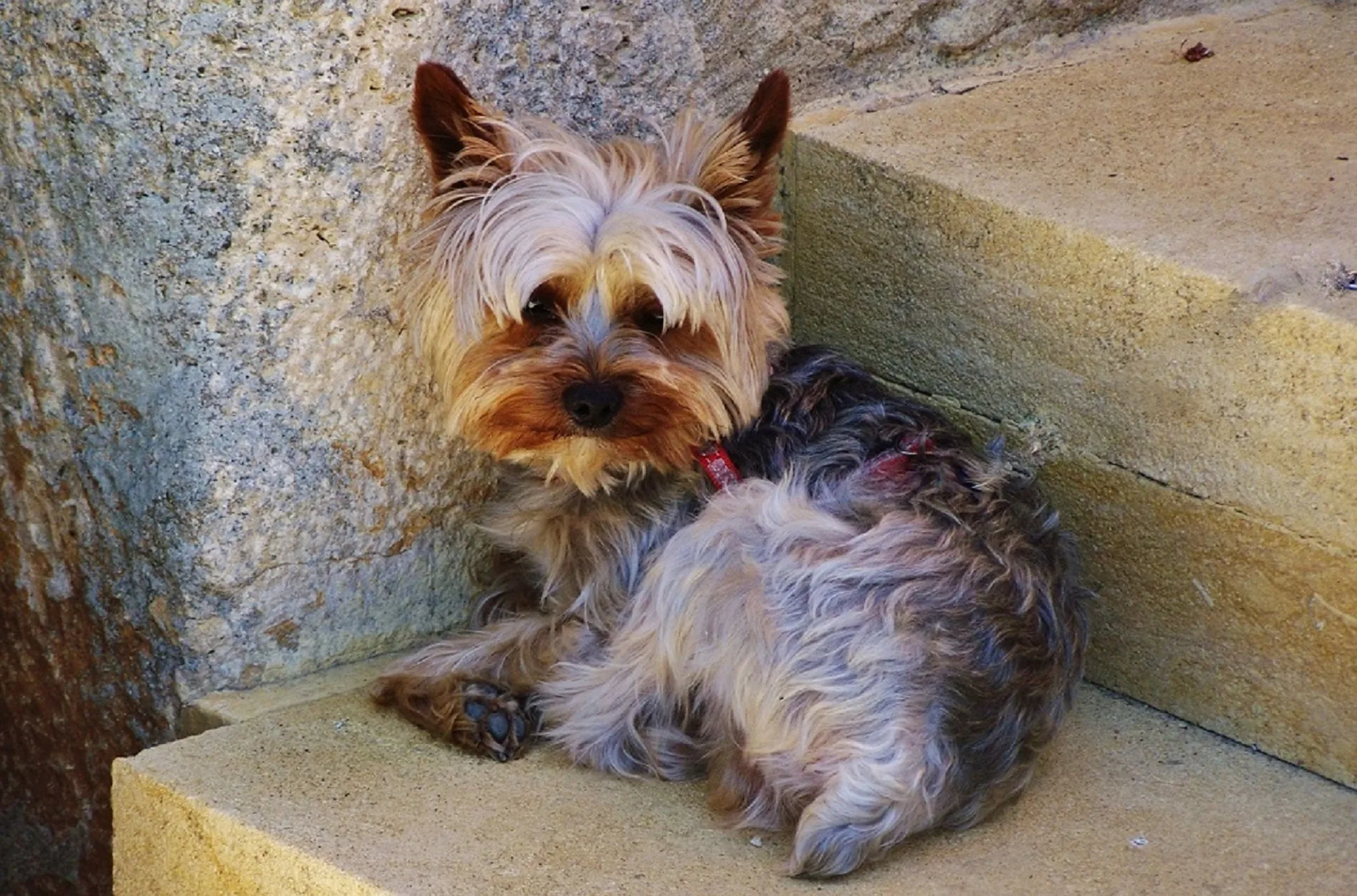 Photograph of Bella - Demo profile