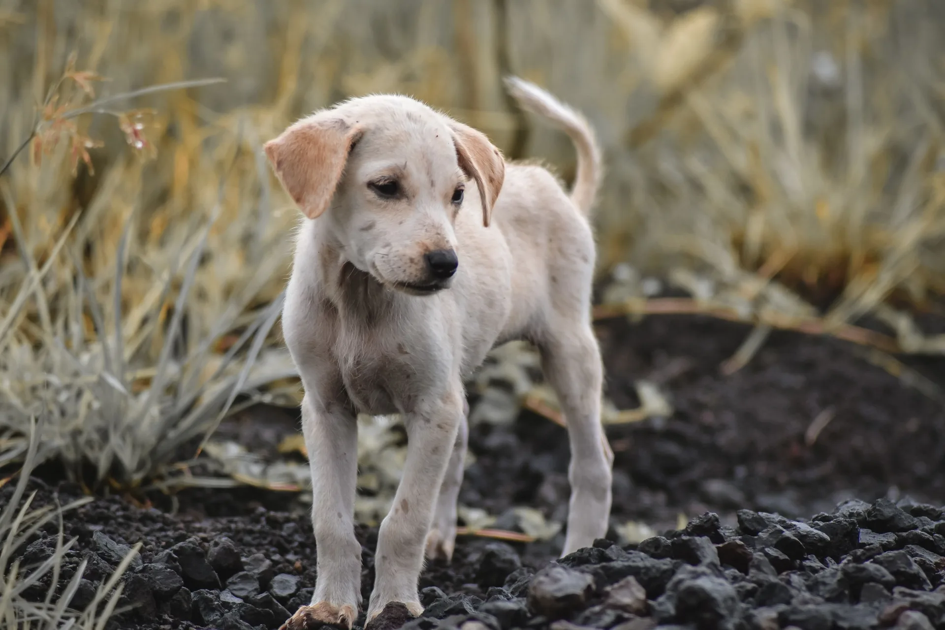 Photograph of Bella - Demo profile