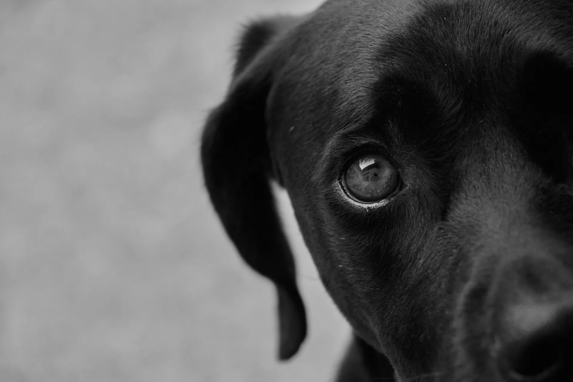 Photograph of Bella - Demo profile